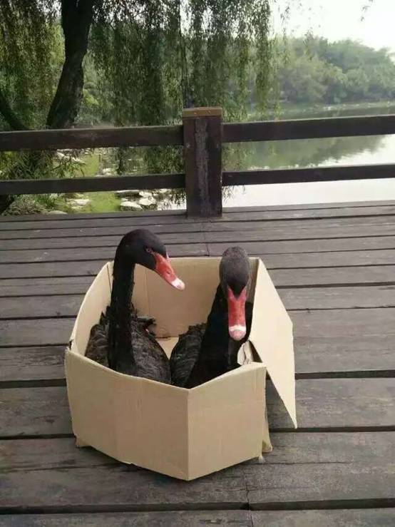 成人直播